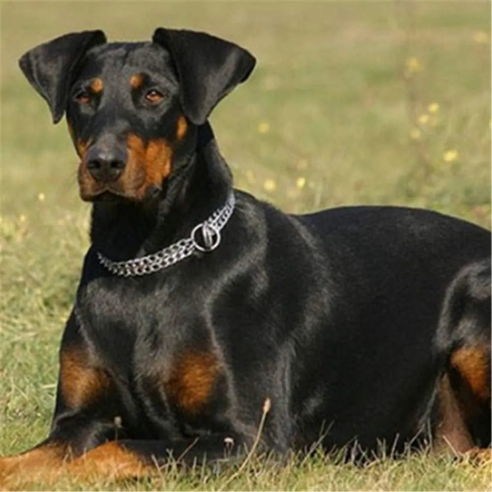 Collar  Doble Canino Cromo Tamaño 60cm